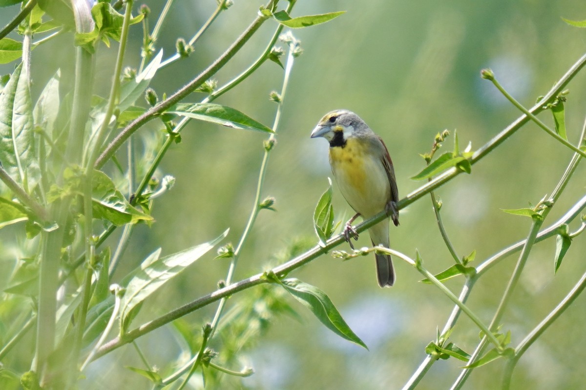 Dickcissel - ML575914711