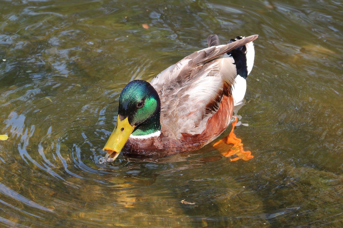 Mallard - ML575914861