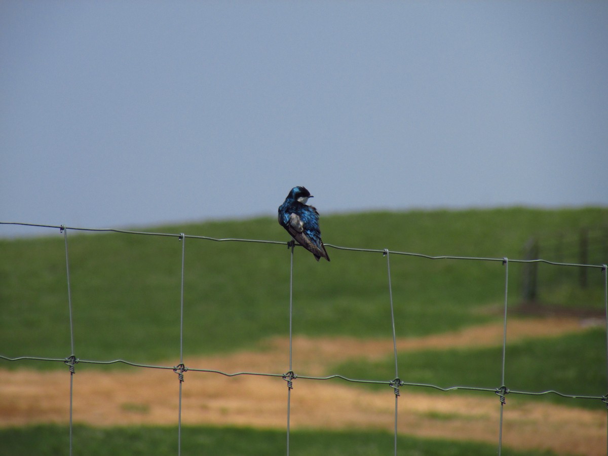 Tree Swallow - Lindsey Bitikofer