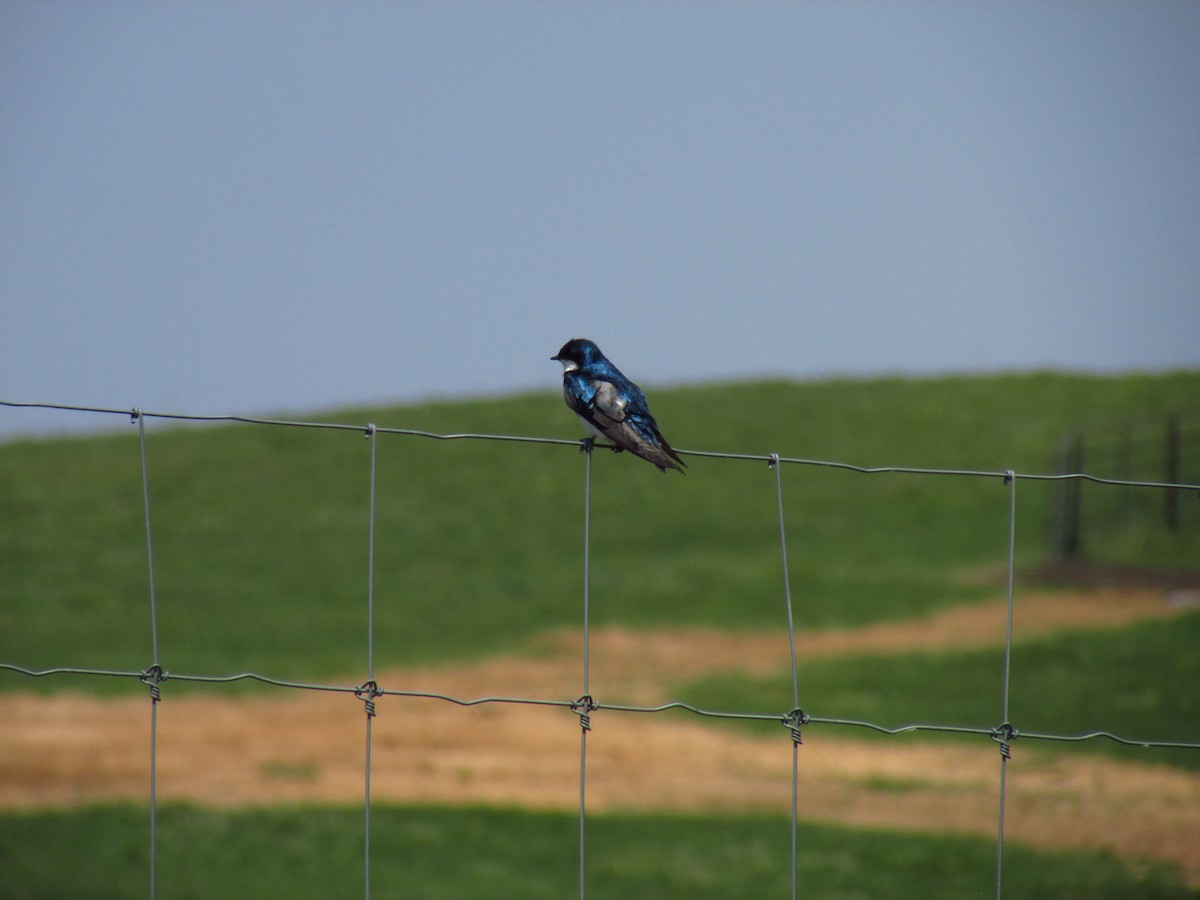 Tree Swallow - ML575916111