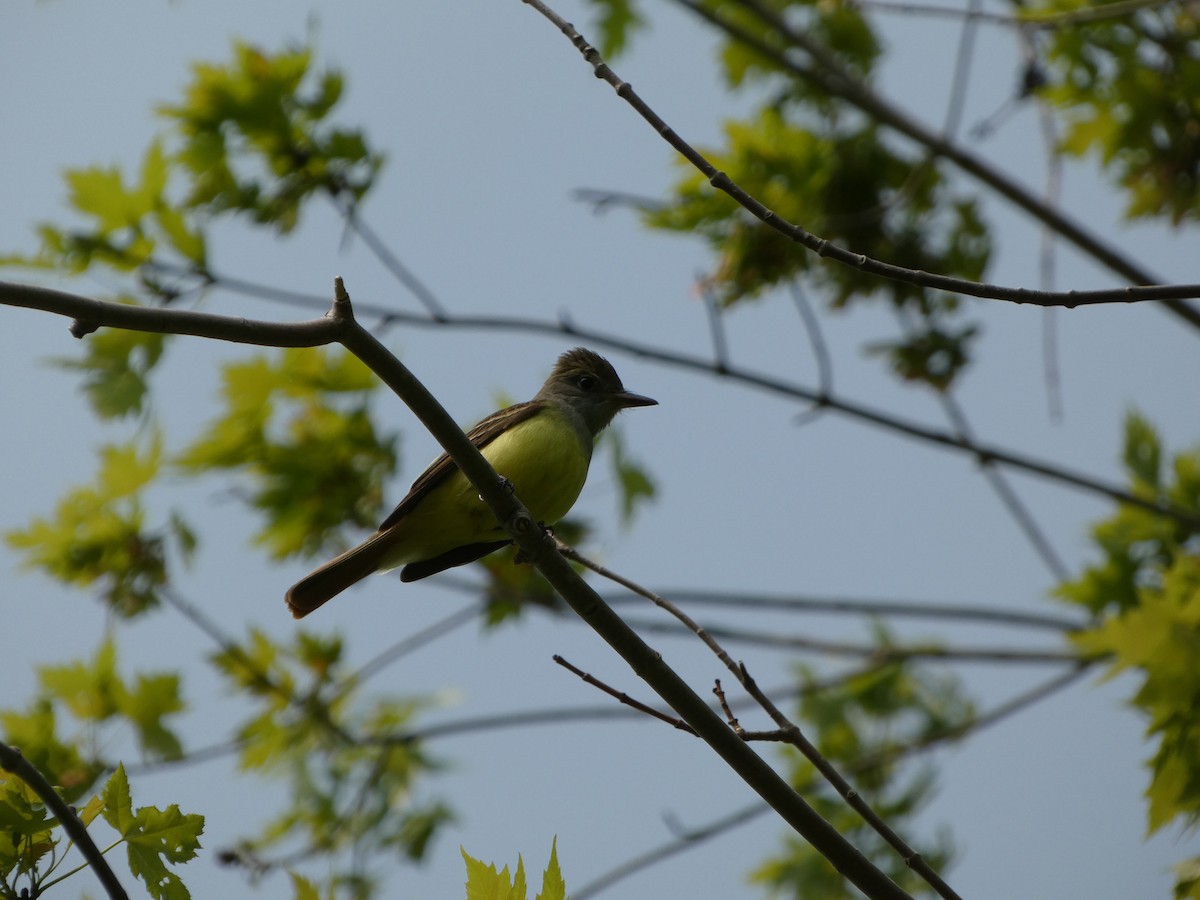 Great Crested Flycatcher - ML575916251