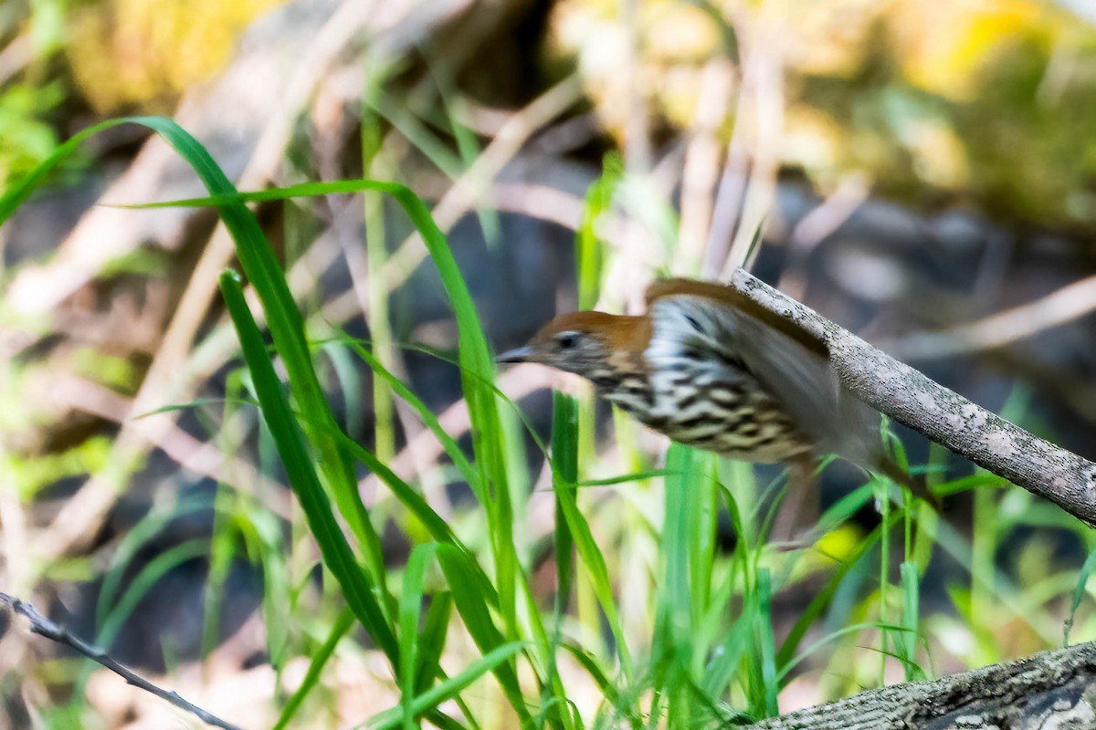 Wood Thrush - ML575916781