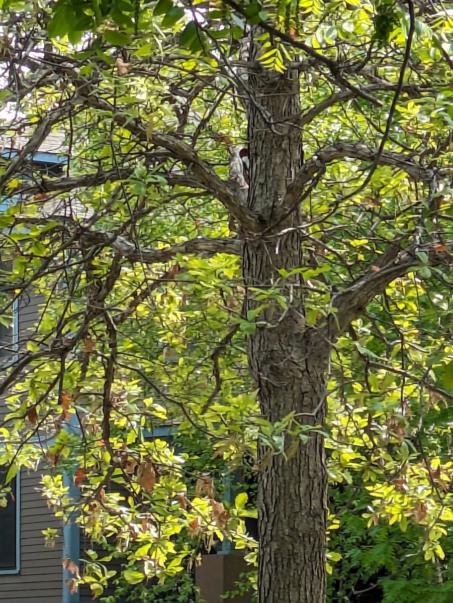 Red-headed Woodpecker - ML575917531