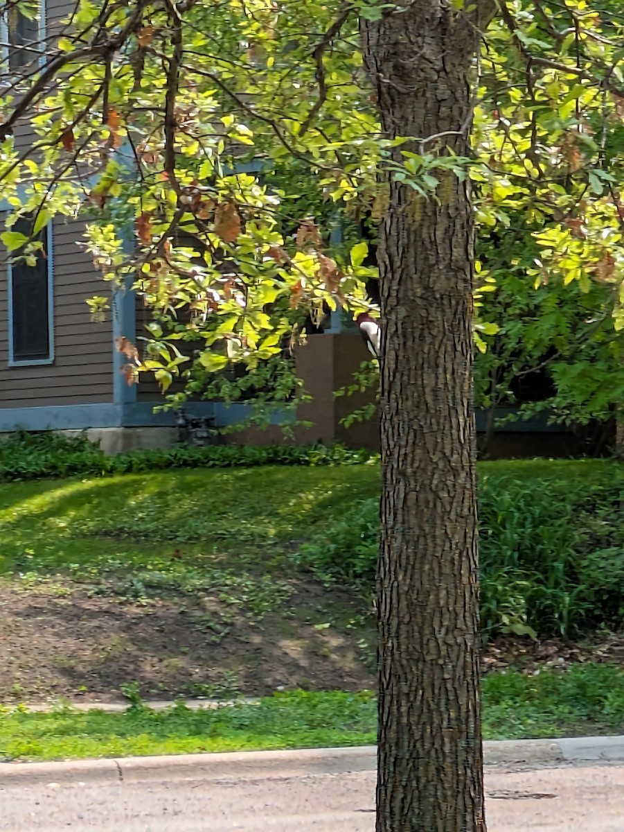 Red-headed Woodpecker - ML575917541