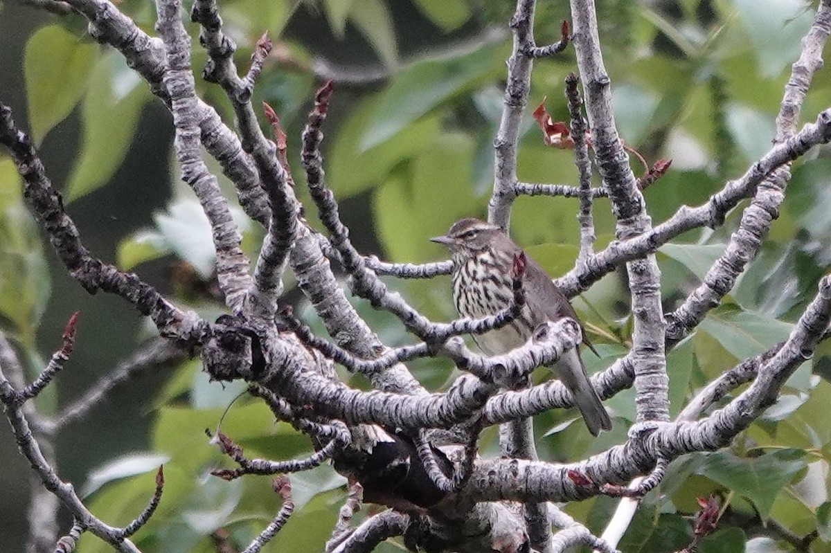 Northern Waterthrush - ML575917861