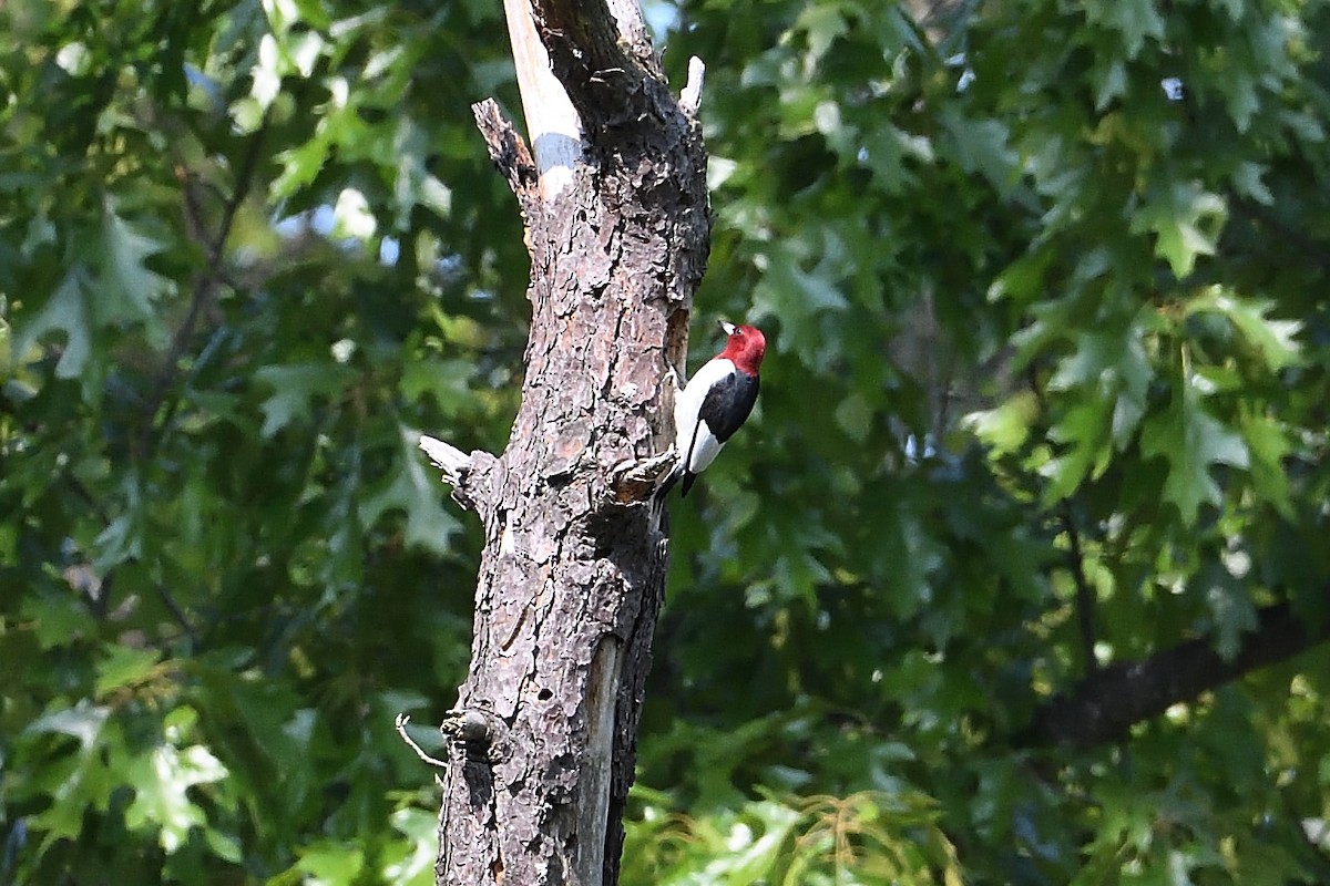 Red-headed Woodpecker - ML575919021