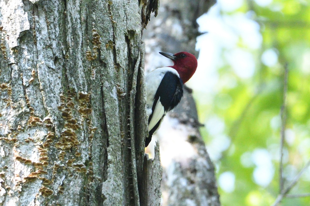 Red-headed Woodpecker - ML575919031