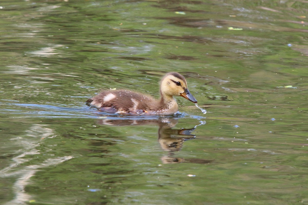 Canard colvert ou C. noir - ML575919121