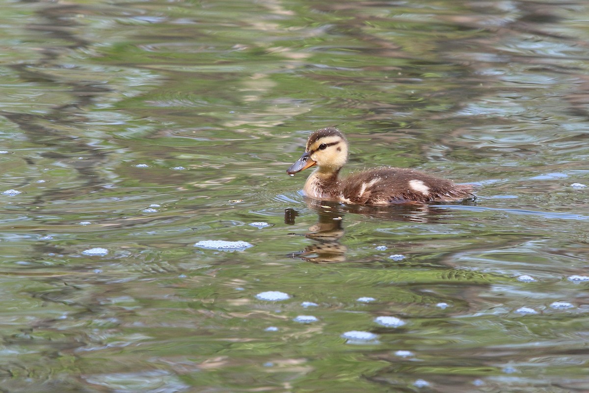 Canard colvert ou C. noir - ML575919131