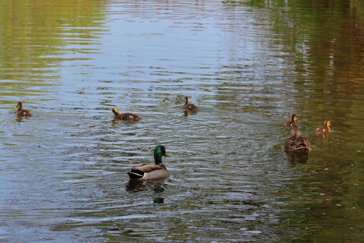 Canard colvert ou C. noir - ML575919361