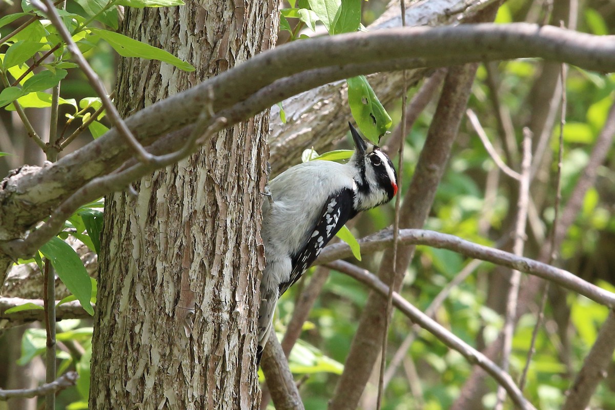 Downy Woodpecker - Mark Hawryluk