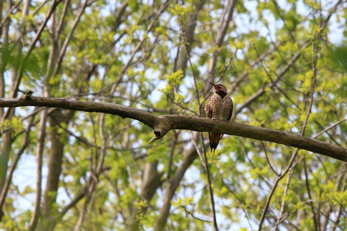 Northern Flicker - ML575925001