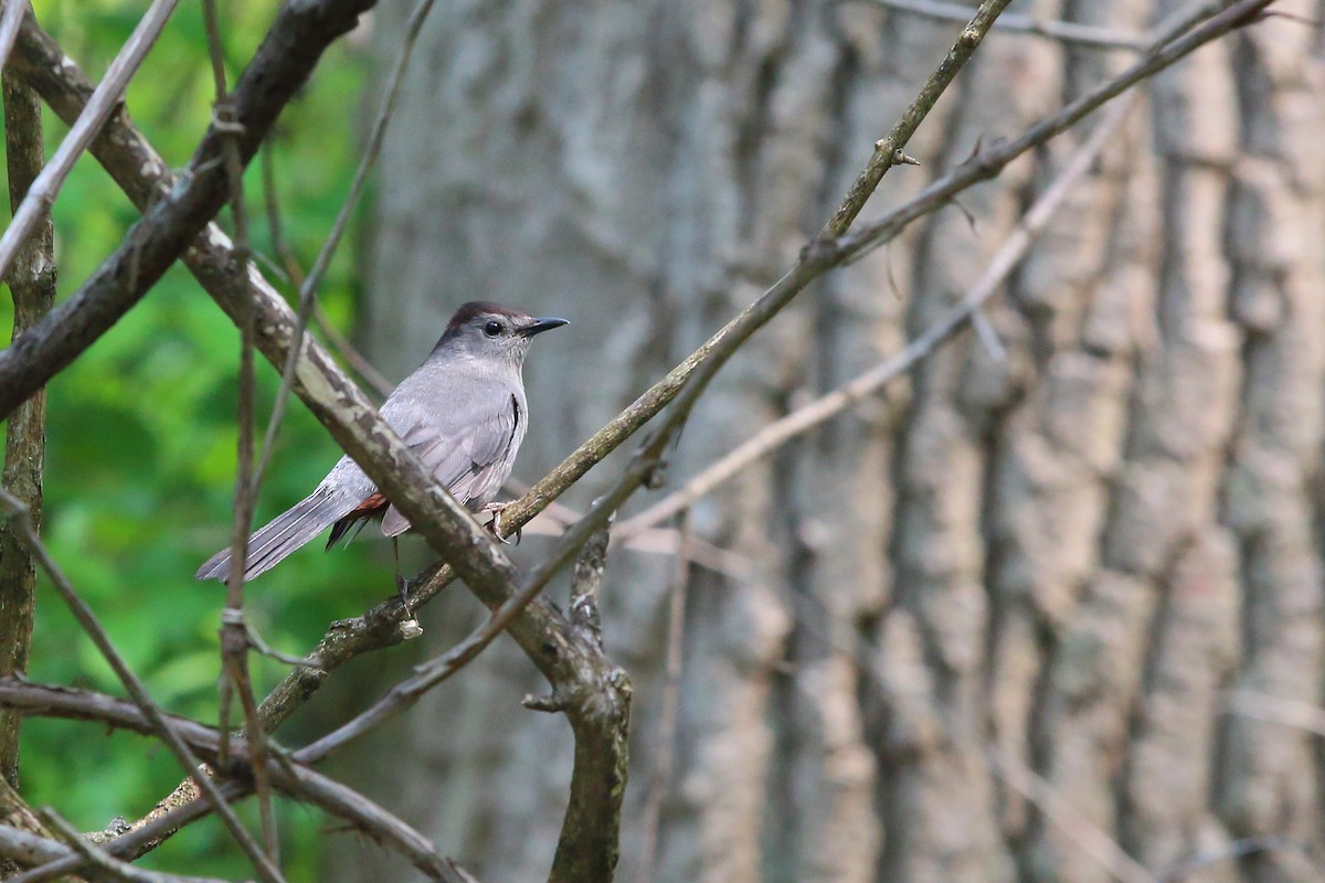 Gray Catbird - Mark Hawryluk