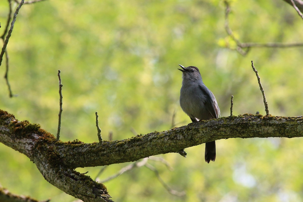 Pájaro Gato Gris - ML575925711