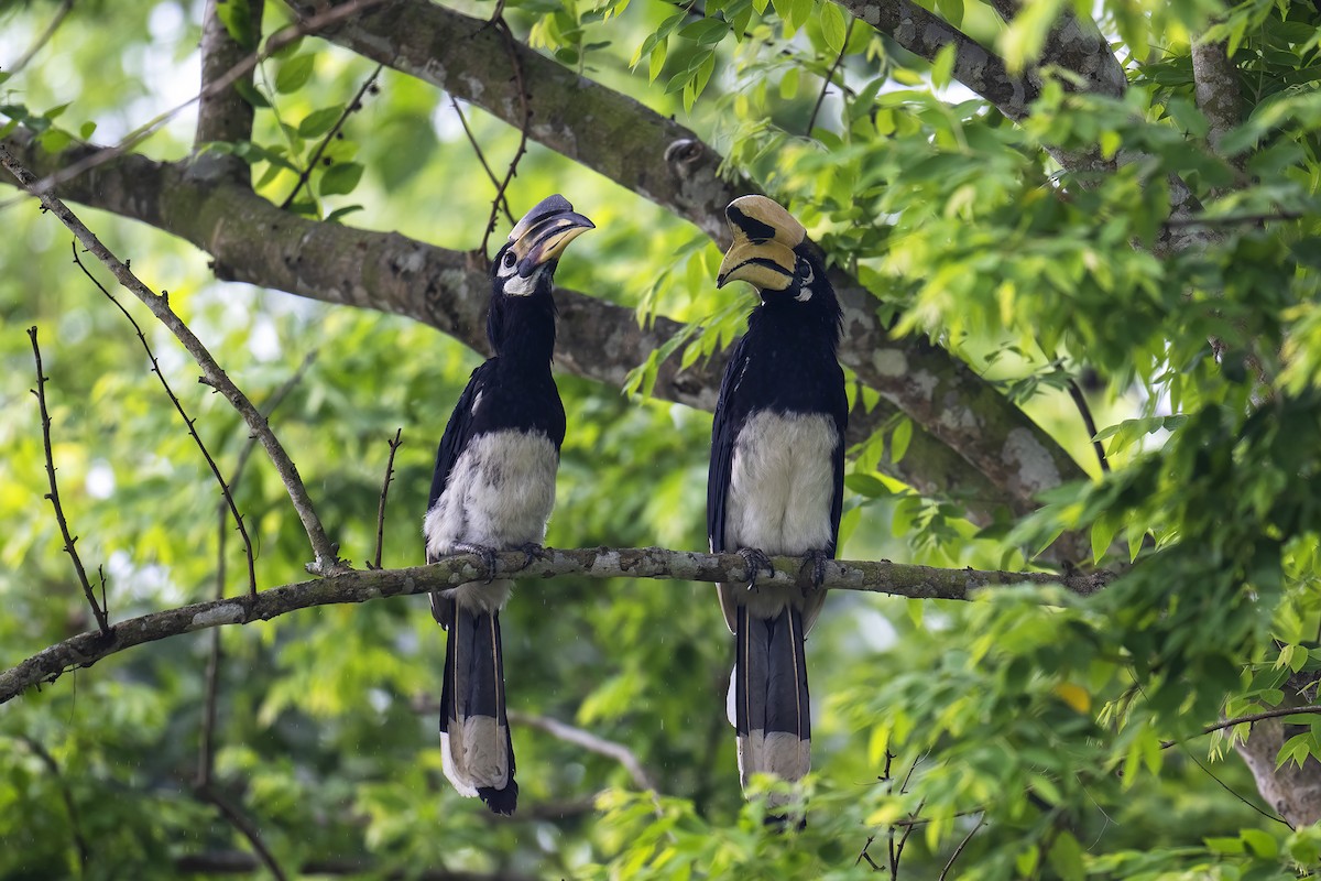 Oriental Pied-Hornbill - Parthasarathi Chakrabarti