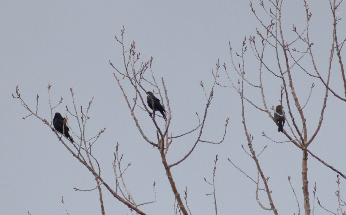 Brown-headed Cowbird - ML575926311