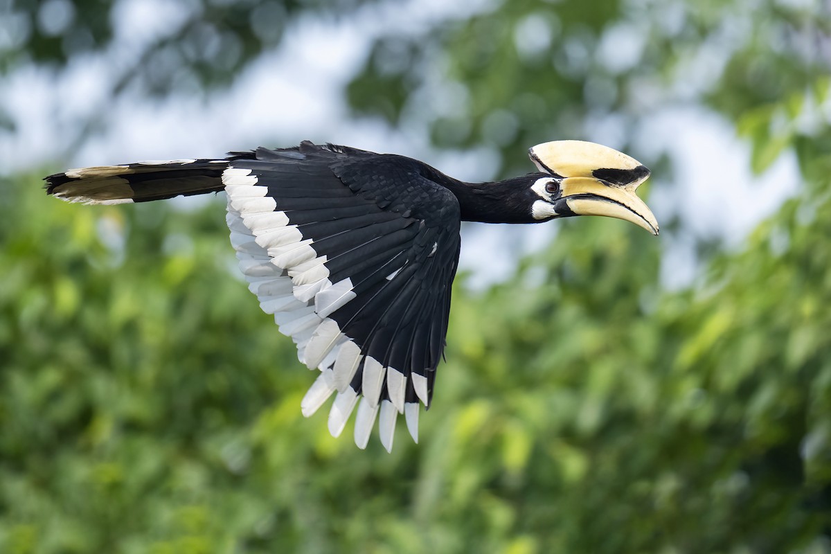 Oriental Pied-Hornbill - ML575926381