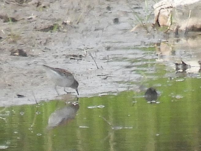 Semipalmated Sandpiper - ML575926561