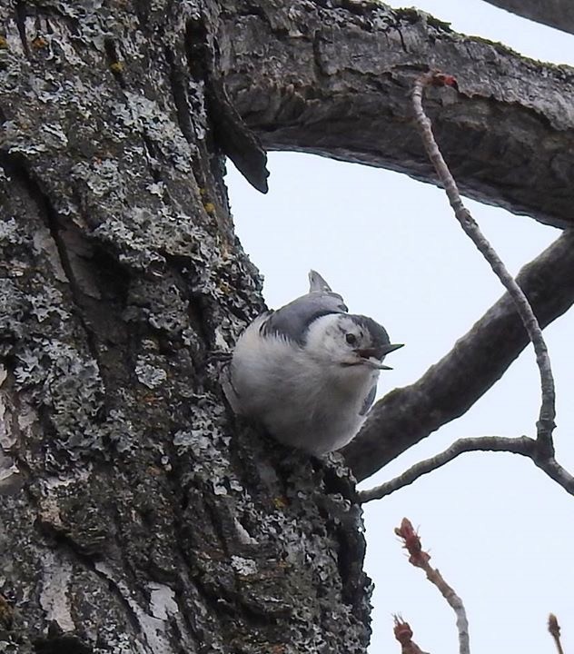 White-breasted Nuthatch - ML57592661
