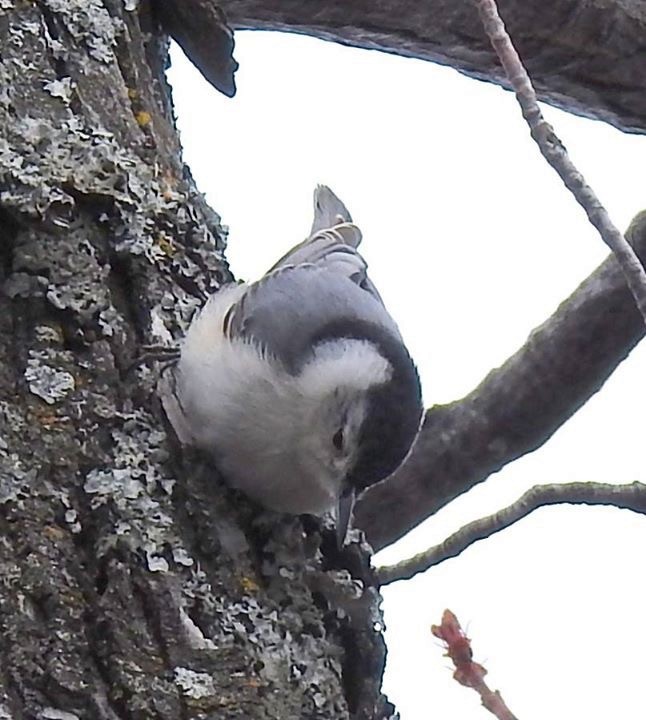 White-breasted Nuthatch - ML57592671