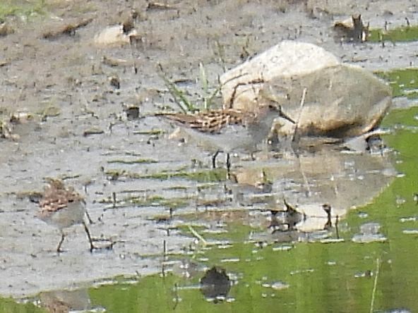 Semipalmated Sandpiper - ML575926781