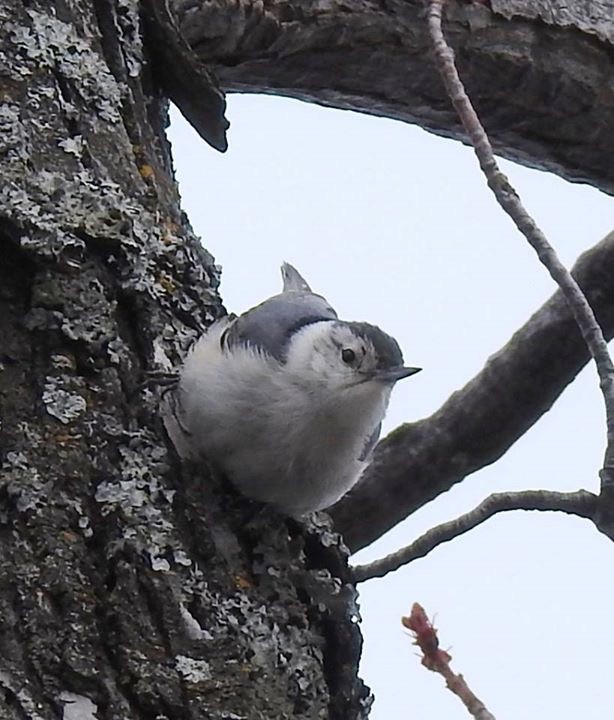 White-breasted Nuthatch - ML57592681