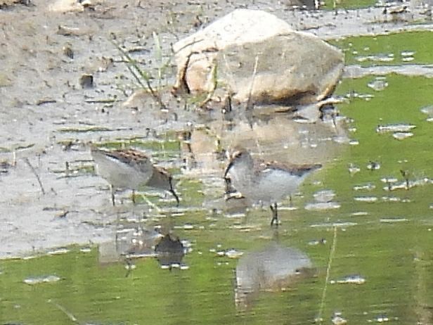 Semipalmated Sandpiper - ML575926881