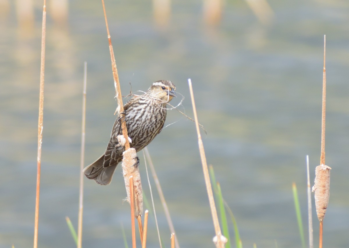 Red-winged Blackbird - ML575927111