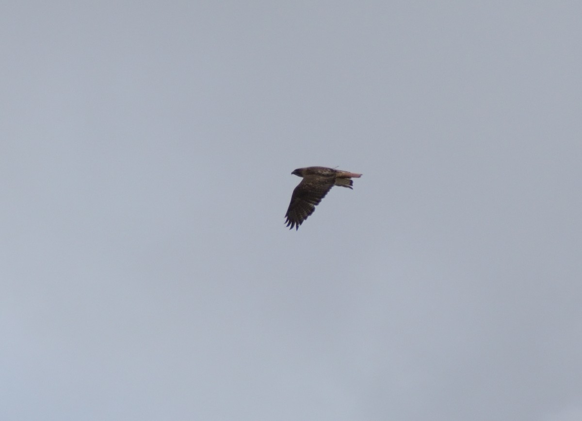 Red-tailed Hawk - ML575927331