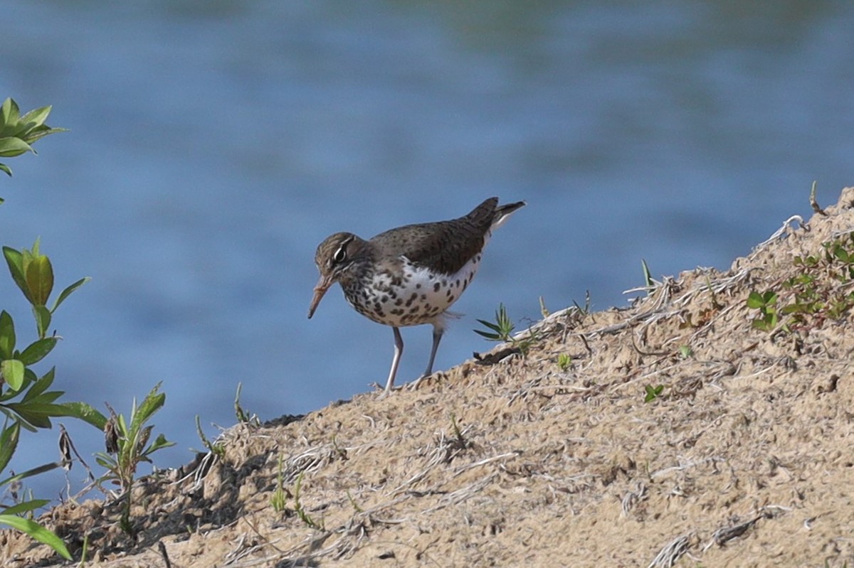 Spotted Sandpiper - ML575927801