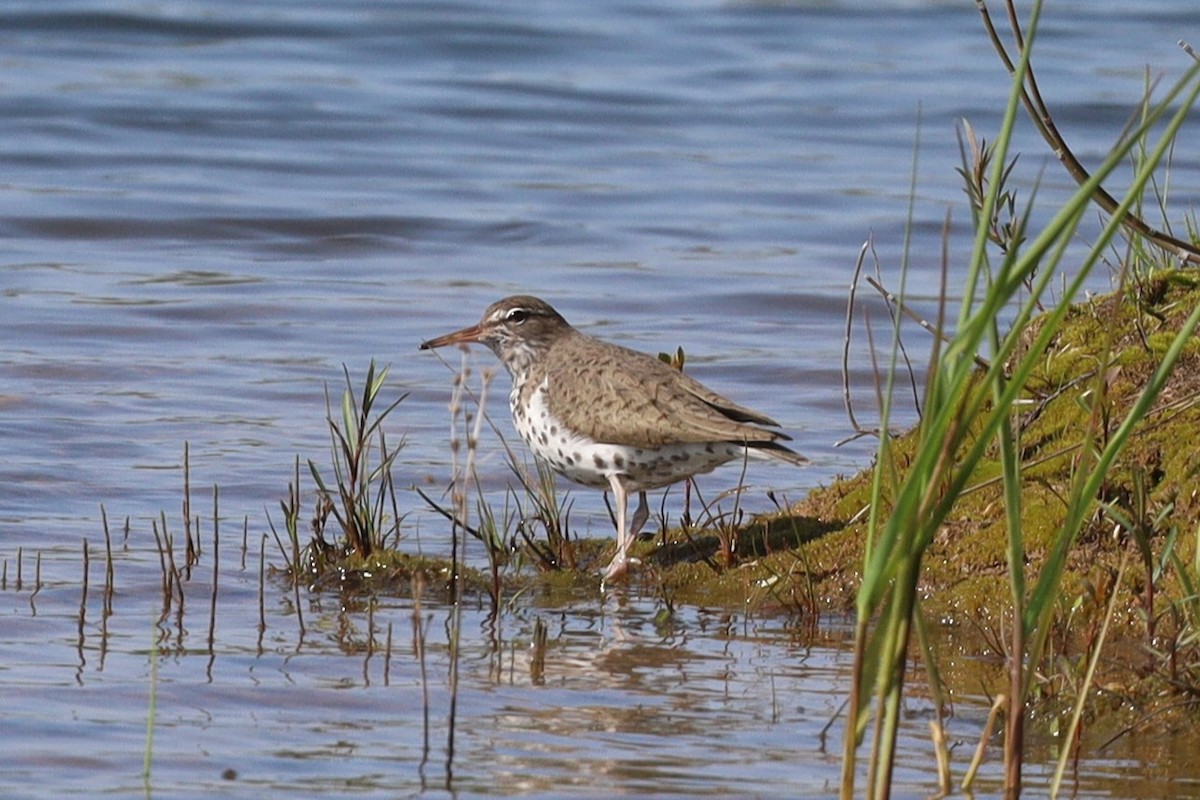 Spotted Sandpiper - ML575927811