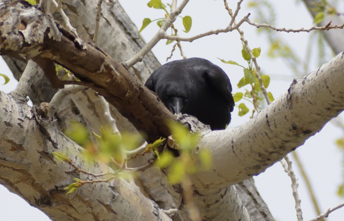 American Crow - ML575927891