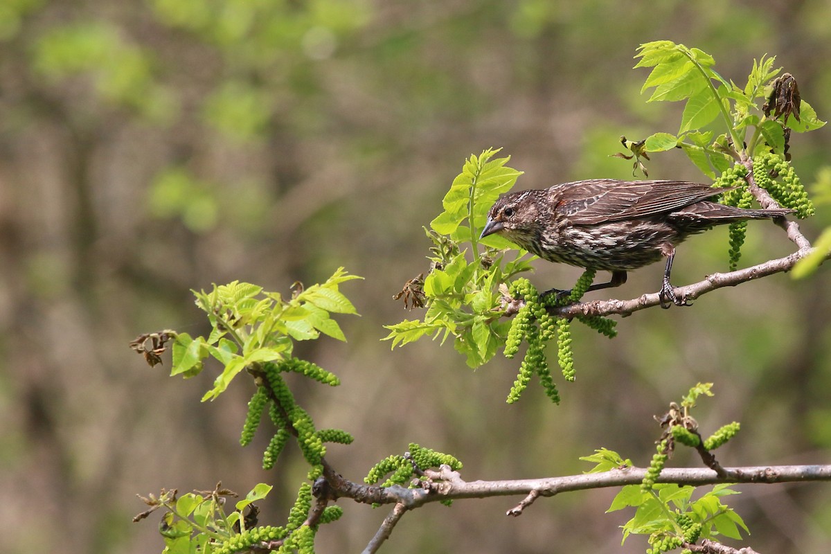 Red-winged Blackbird - Mark Hawryluk