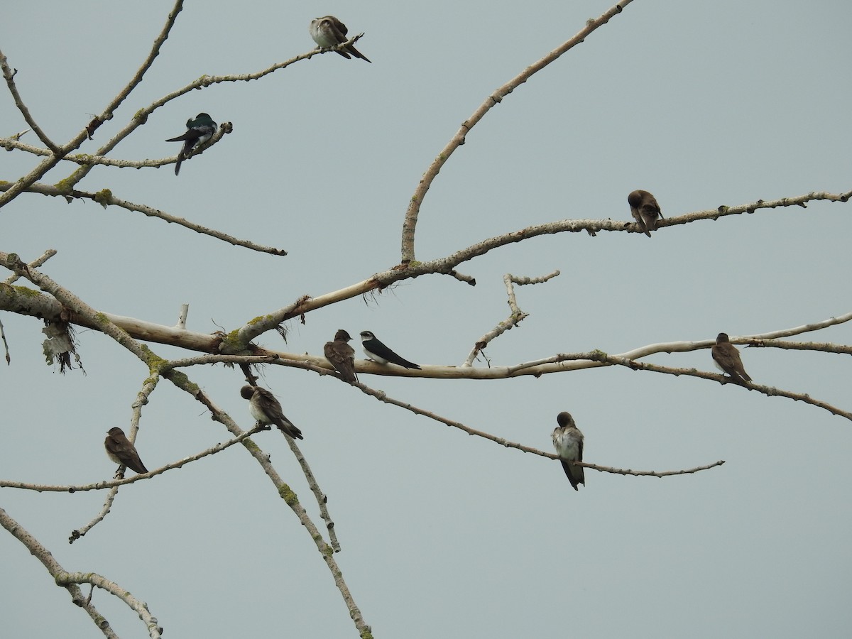 Northern Rough-winged Swallow - ML57592891