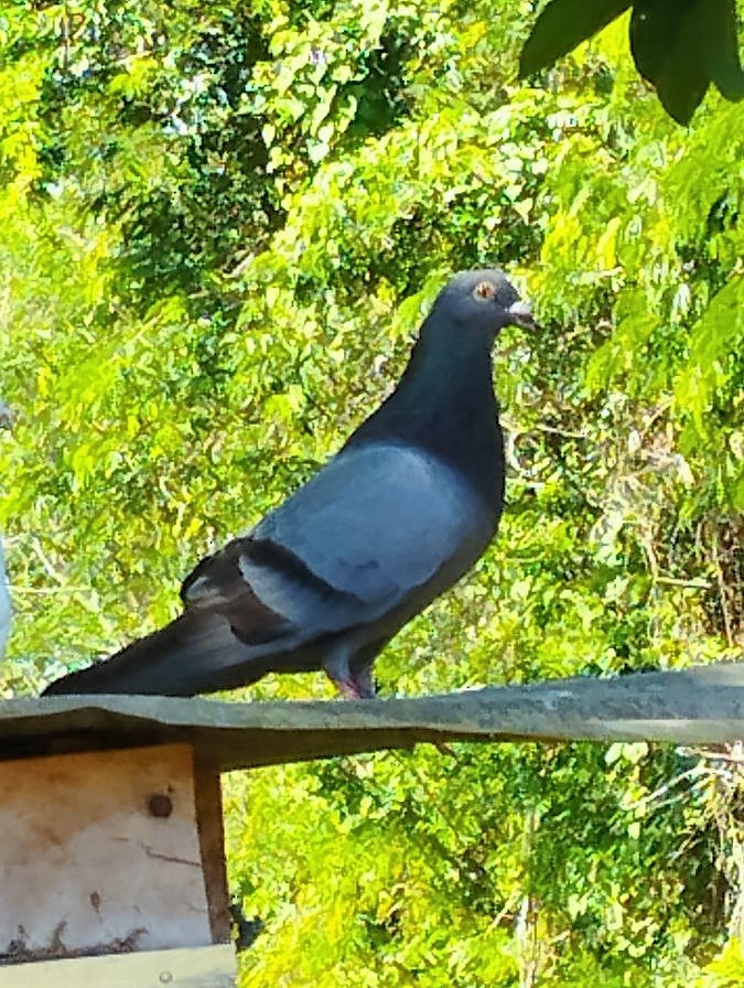 Сизый голубь (Одомашненного типа) - ML575930551