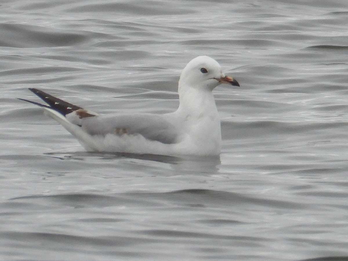 Black-billed Gull - ML575930641