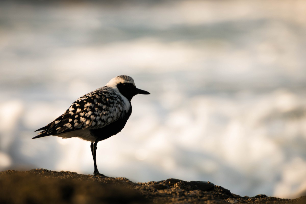 Black-bellied Plover - Adrián González González