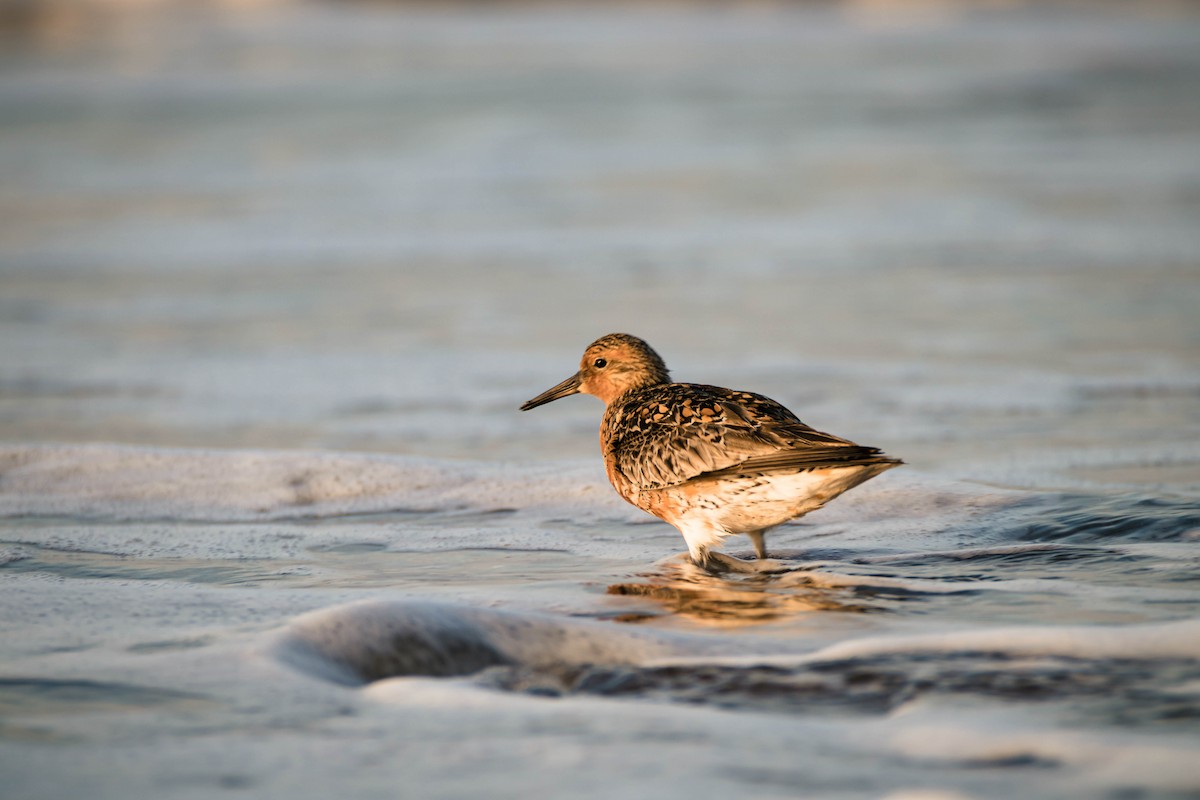 Red Knot - ML575930791