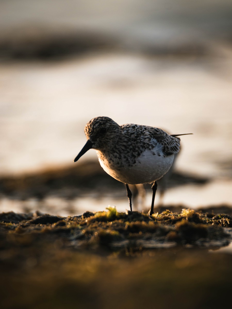 Sanderling - Adrián González González