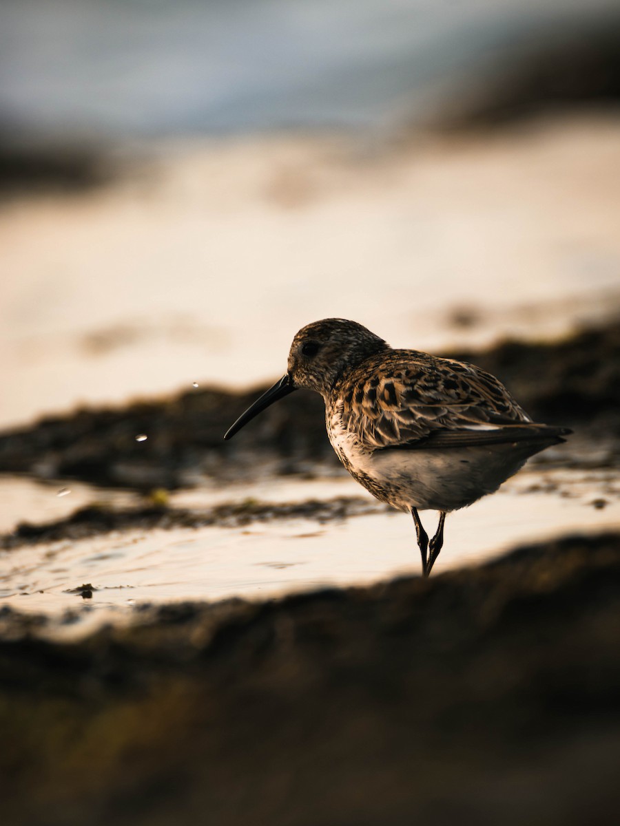 Dunlin - ML575931041