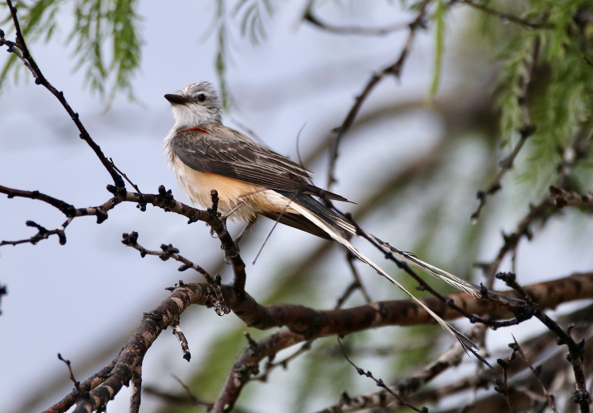 Scissor-tailed Flycatcher - ML575934021