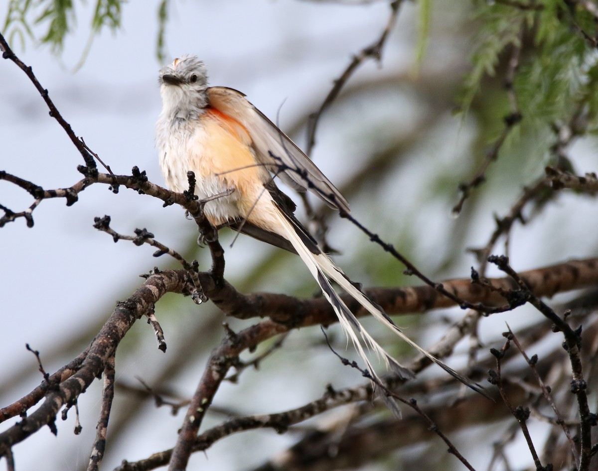 Scissor-tailed Flycatcher - ML575934041