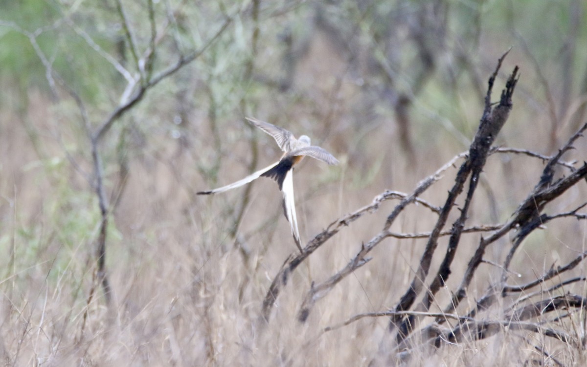 Scissor-tailed Flycatcher - ML575934051