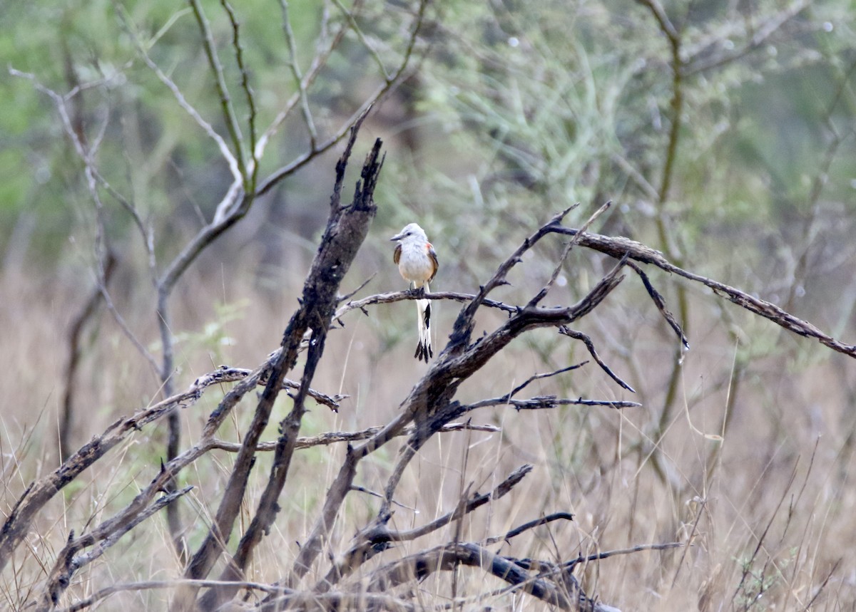 Scissor-tailed Flycatcher - ML575934061