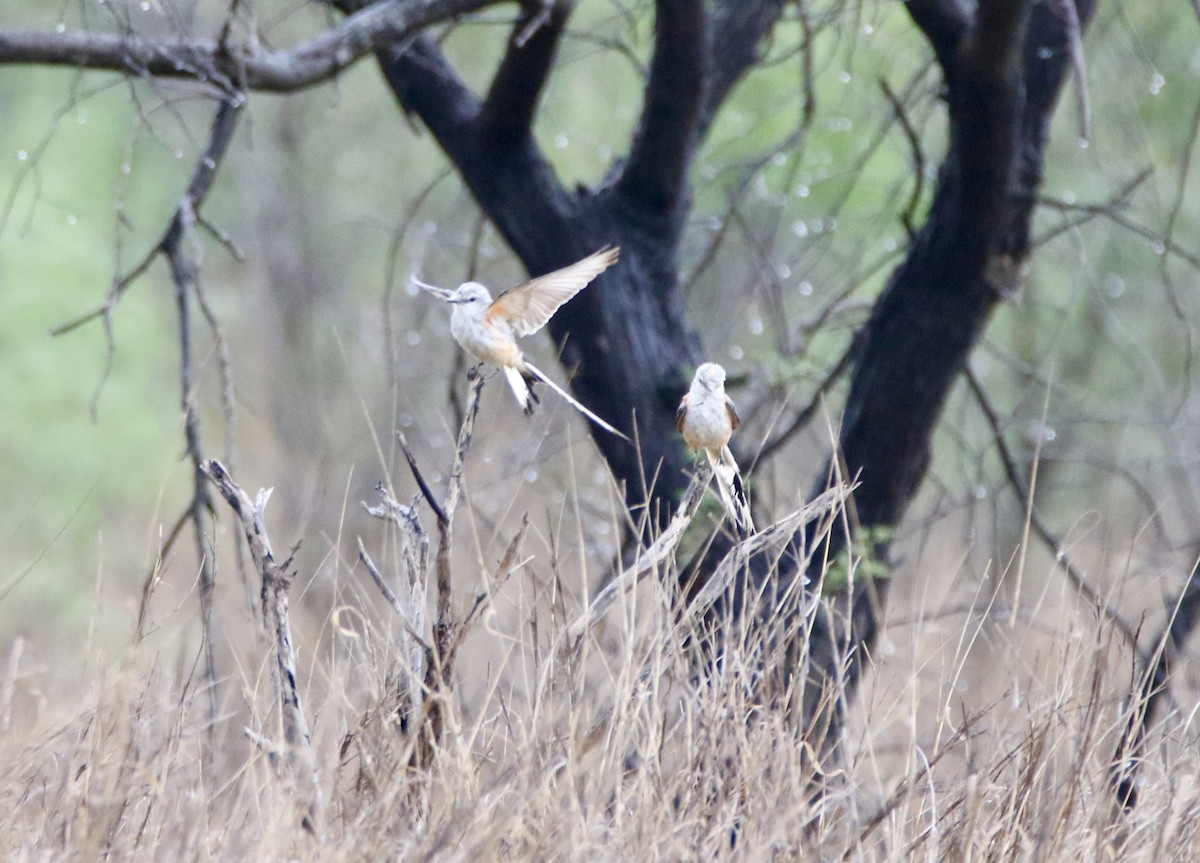 Scissor-tailed Flycatcher - ML575934081