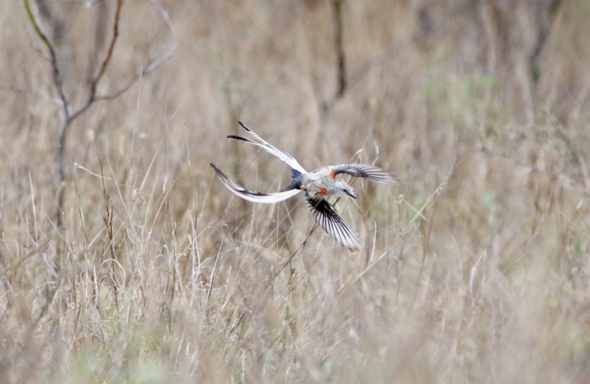 Scissor-tailed Flycatcher - ML575934091