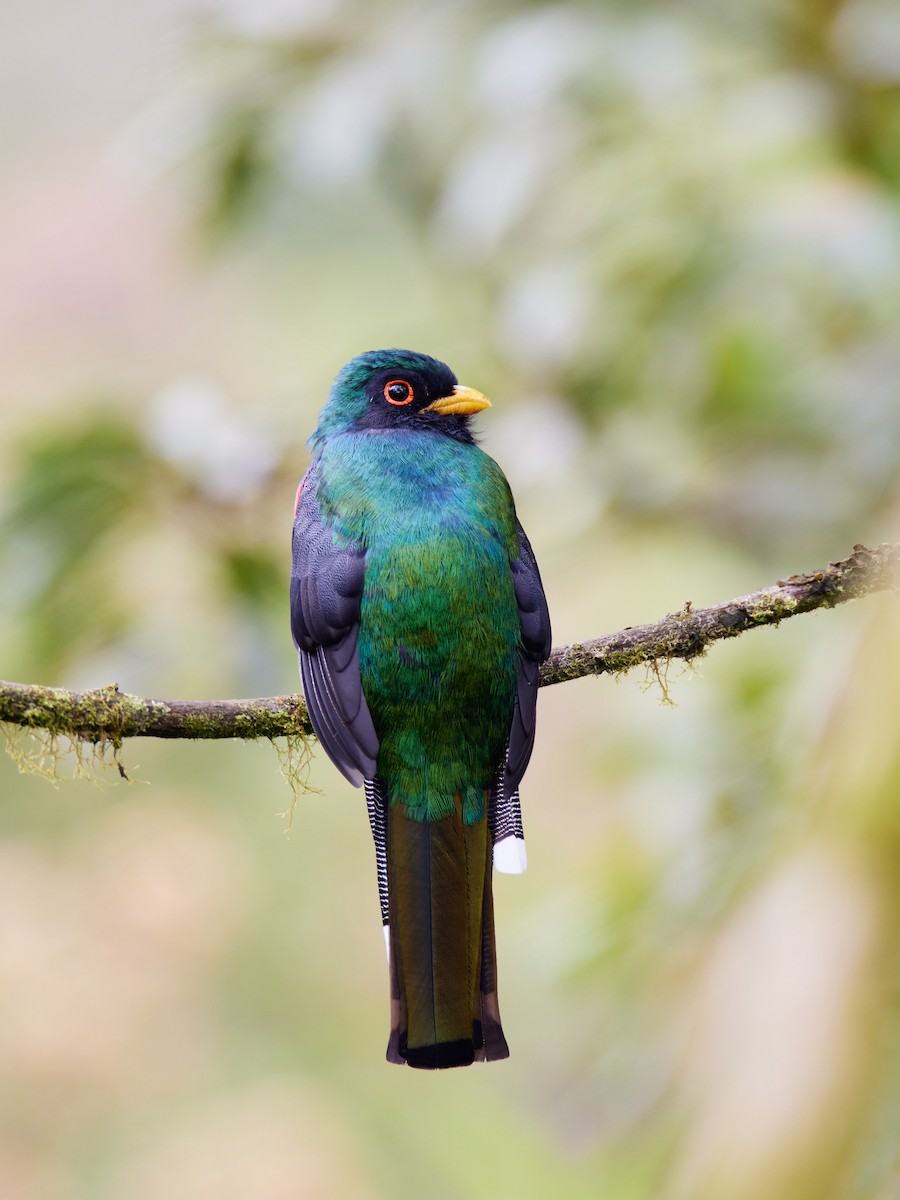 Masked Trogon - ML575934671