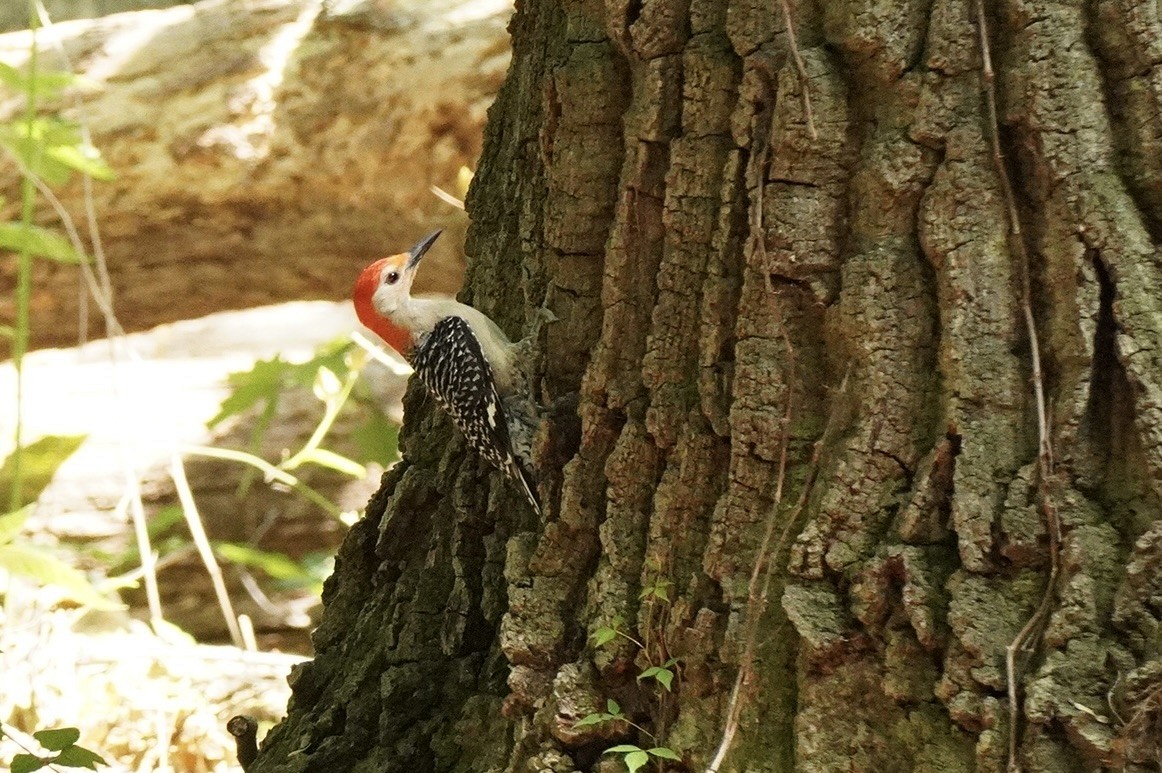 Red-bellied Woodpecker - ML575936221