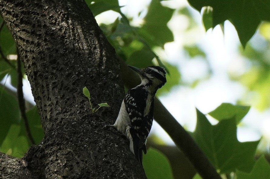 Hairy Woodpecker - ML575936291