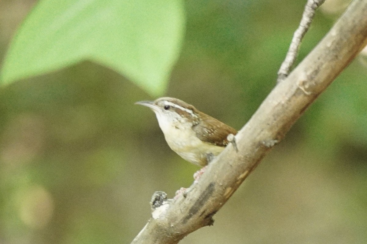 Carolina Wren - ML575936681